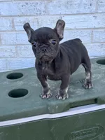 Coco, a female French Bulldog for sale in Tyler, TX – Photo 5 of 7