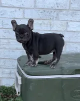 Coco, a female French Bulldog for sale in Tyler, TX – Photo 6 of 7