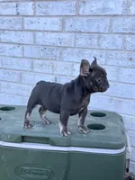 Coco, a female French Bulldog for sale in Tyler, TX – Photo 7 of 7