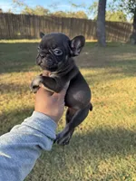 Coco, a female French Bulldog for sale in Tyler, TX – Photo 5 of 5