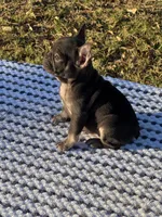 Coco, a female French Bulldog for sale in Tyler, TX – Photo 4 of 5