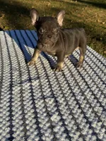 Coco, a female French Bulldog for sale in Tyler, TX – Photo 3 of 5