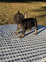 Coco, a female French Bulldog for sale in Tyler, TX – Photo 2 of 5