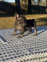 Coco, a female French Bulldog for sale in Tyler, TX – Photo 1 of 5