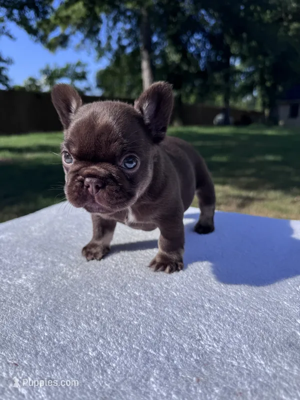 Beretta – French Bulldog puppy for sale in Tyler, TX