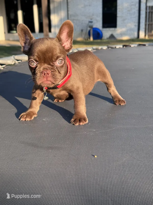 Sally – French Bulldog puppy for sale in Tyler, TX