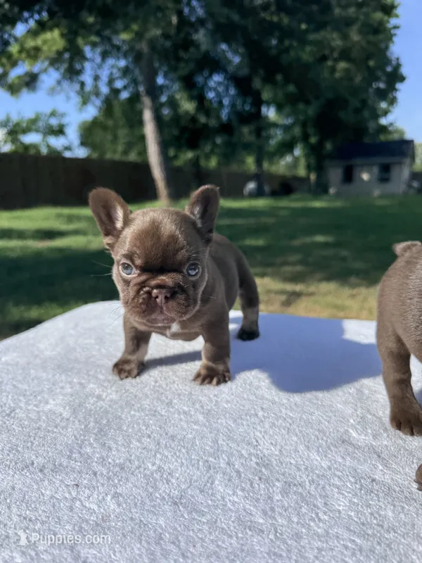 Beretta – French Bulldog puppy for sale in Tyler, TX