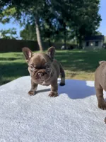 Beretta, a female French Bulldog for sale in Tyler, TX – 1 of 3