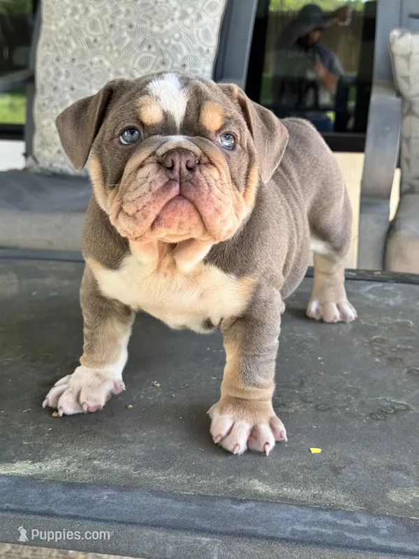 Lyla, a female English Bulldog for sale in Tyler, TX – Photo 1 of 9