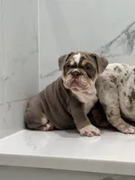 Lyla, a female English Bulldog for sale in Tyler, TX – Photo 9 of 9