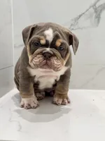 Lyla, a female English Bulldog for sale in Tyler, TX – Photo 3 of 9