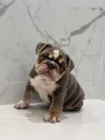 Lyla, a female English Bulldog for sale in Tyler, TX – Photo 2 of 9