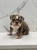 Lyla, a female English Bulldog for sale in Tyler, TX – Photo 4 of 9