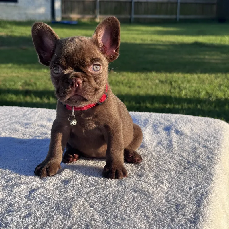 Sally – French Bulldog puppy for sale in Tyler, TX