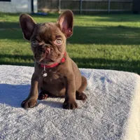 Sally, a female French Bulldog for sale in Tyler, TX – 1 of 3