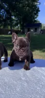 SIG, a male French Bulldog for sale in Tyler, TX – 3 of 4