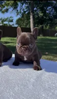 SIG, a male French Bulldog for sale in Tyler, TX – 2 of 4