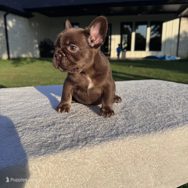 Beretta – French Bulldog puppy for sale in Tyler, TX