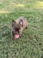 Grizzly, a male French Bulldog for sale in Tyler, TX – Photo 2 of 8