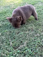 Grizzly, a male French Bulldog for sale in Tyler, TX – Photo 7 of 8