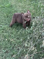 Grizzly, a male French Bulldog for sale in Tyler, TX – Photo 3 of 8