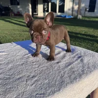 Sally, a female French Bulldog for sale in Tyler, TX – 2 of 3