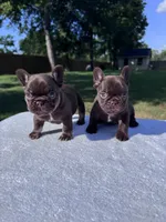 SIG, a male French Bulldog for sale in Tyler, TX – 4 of 4