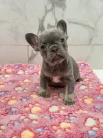 Blu, a female French Bulldog for sale in Tyler, TX – Photo 1 of 3