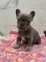 Blu, a female French Bulldog for sale in Tyler, TX – Photo 3 of 3