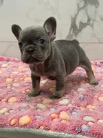 Blu, a female French Bulldog for sale in Tyler, TX – Photo 2 of 3