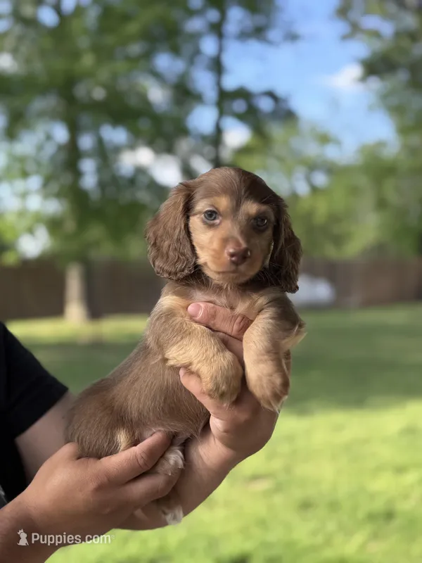 Melo – Miniature Dachshund puppy for sale in Tyler, TX
