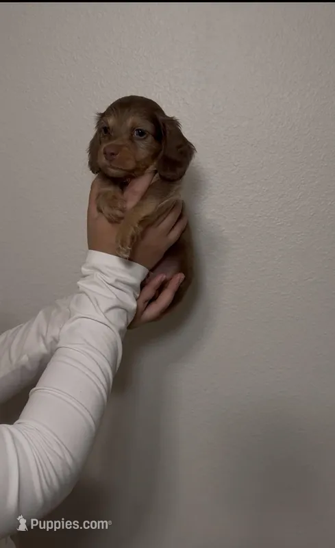 Melo – Miniature Dachshund puppy for sale in Tyler, TX