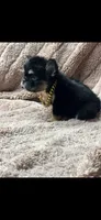 Shadow , a female French Bulldog for sale in Tyler, TX – 2 of 3