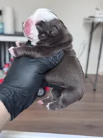 Hersey, a female English Bulldog for sale in Tyler, TX – Photo 4 of 4