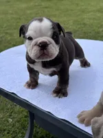 Hersey, a female English Bulldog for sale in Tyler, TX – Photo 2 of 2