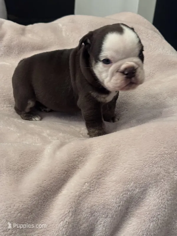 Hersey – English Bulldog puppy for sale in Tyler, TX