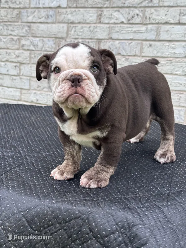 Hersey – English Bulldog puppy for sale in Tyler, TX