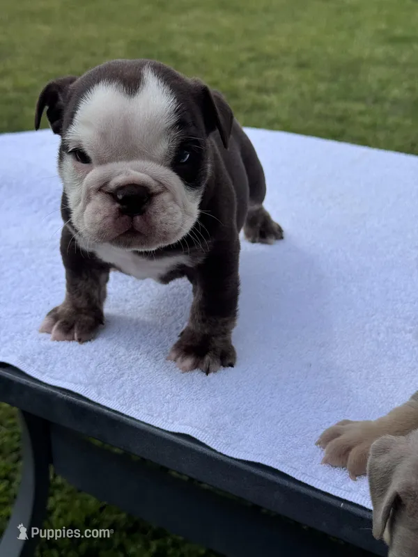 Hersey – English Bulldog puppy for sale in Tyler, TX