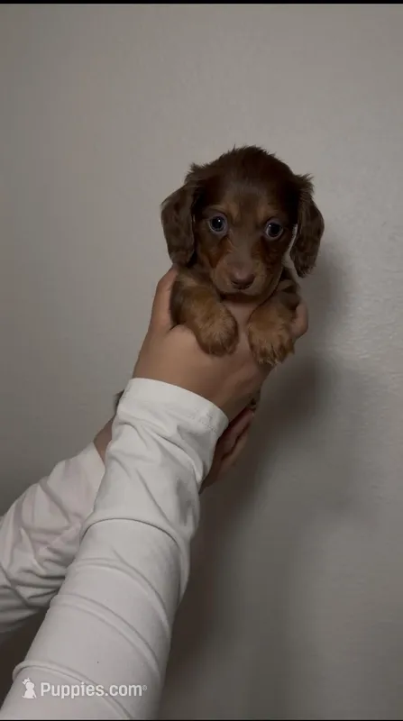 NELLA – Miniature Dachshund puppy for sale in Tyler, TX