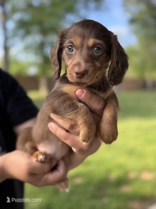 NELLA – Miniature Dachshund puppy for sale in Tyler, TX