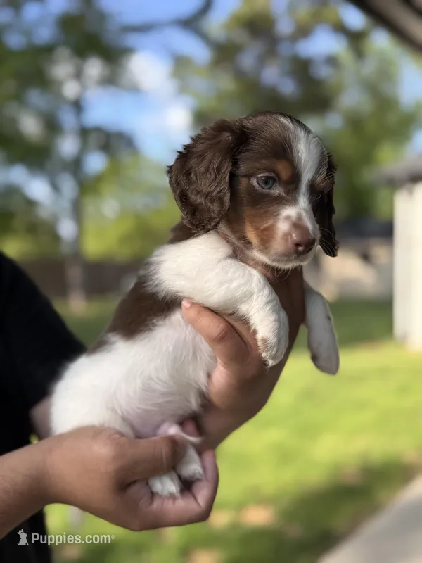 Charlie  – Miniature Dachshund puppy for sale in Tyler, TX