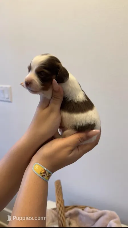 Charlie , a male Miniature Dachshund for sale in Tyler, TX – Photo 1 of 2