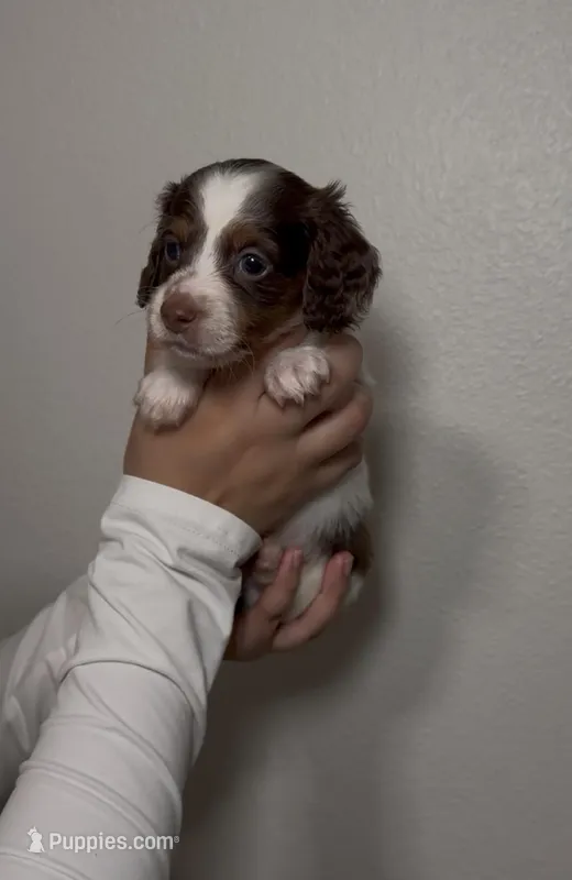 Charlie  – Miniature Dachshund puppy for sale in Tyler, TX