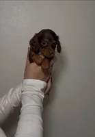 Nina , a female Miniature Dachshund for sale in Tyler, TX – Photo 2 of 4