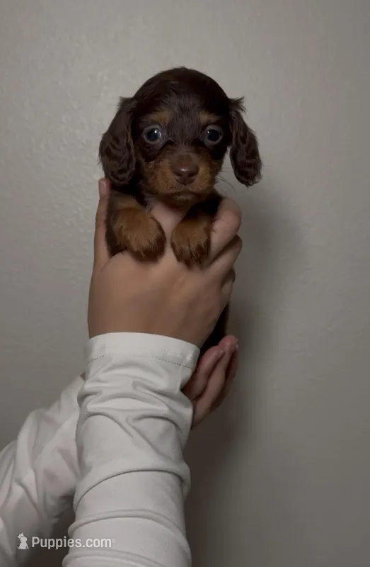 Nina , a female Miniature Dachshund for sale in Tyler, TX – Photo 1 of 4