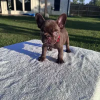 Sally, a female French Bulldog for sale in Tyler, TX – 3 of 3