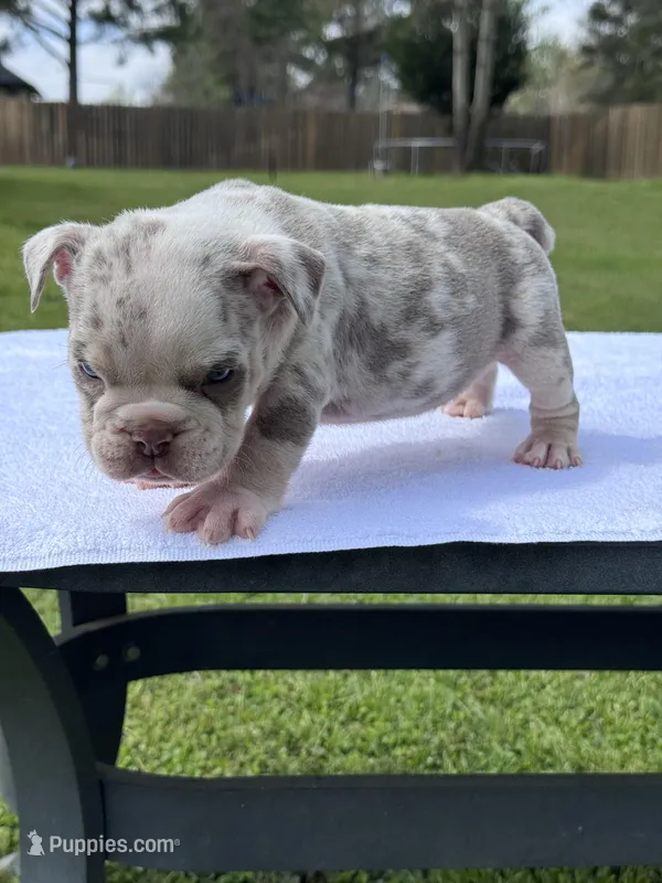 Marble  – English Bulldog puppy for sale in Tyler, TX
