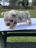 Marble , a male English Bulldog for sale in Tyler, TX – Photo 1 of 3