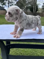 Marble , a male English Bulldog for sale in Tyler, TX – Photo 3 of 3