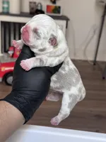 Marble , a male English Bulldog for sale in Tyler, TX – Photo 2 of 2